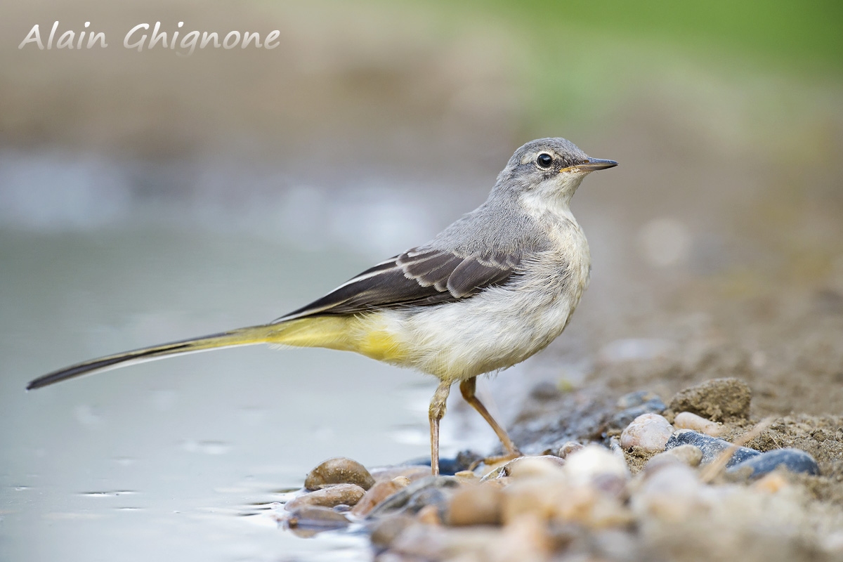reportage ballerina gialla ...